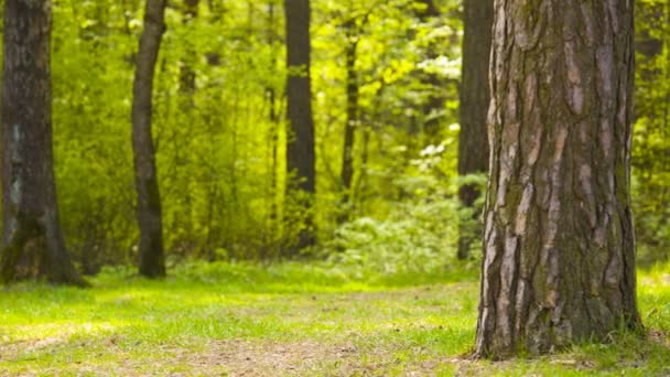 Een jongen rijdt door het bos — Stockvideo