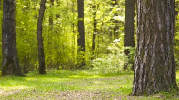 En pojke Rider genom skogen — Stockvideo