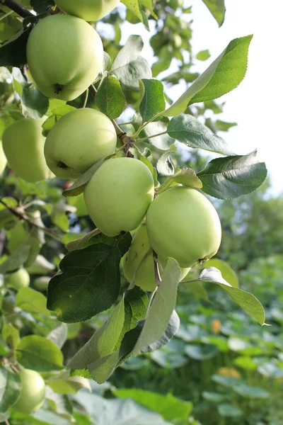 Groene Planten Tonen Oogst — Stockfoto