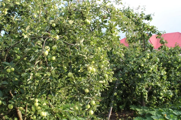 Groene Planten Tonen Oogst — Stockfoto