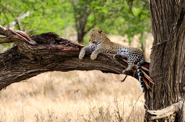 Leopardo, Parque Nacional Serengeti Fotografia De Stock