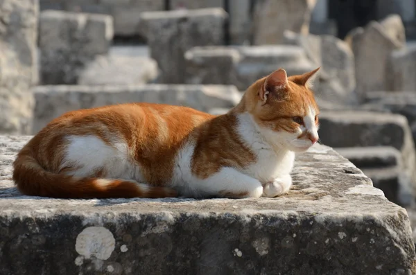 Cat, Éfeso Ruinas — Foto de Stock