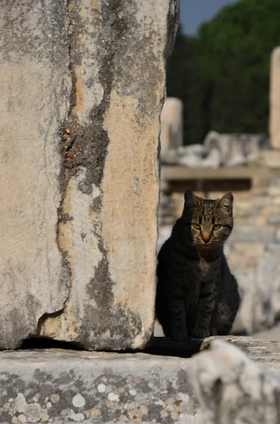 kedi, Efes harabeleri