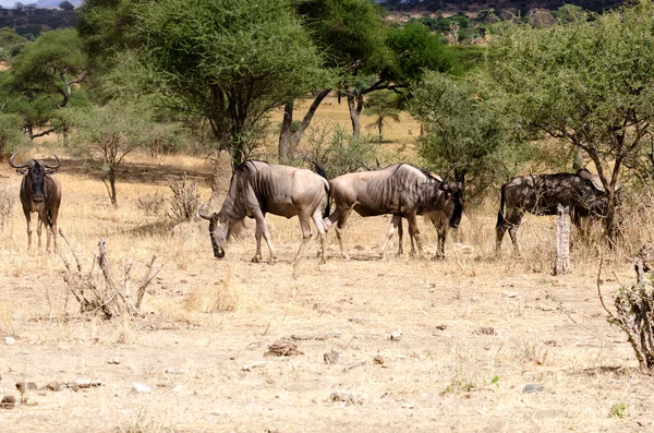 Gnus — Stockfoto