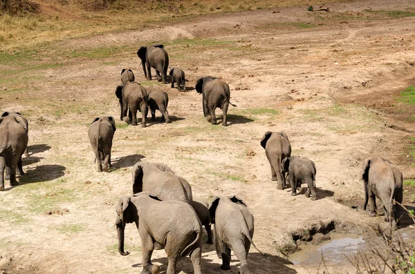 Elephants — Stock Photo, Image