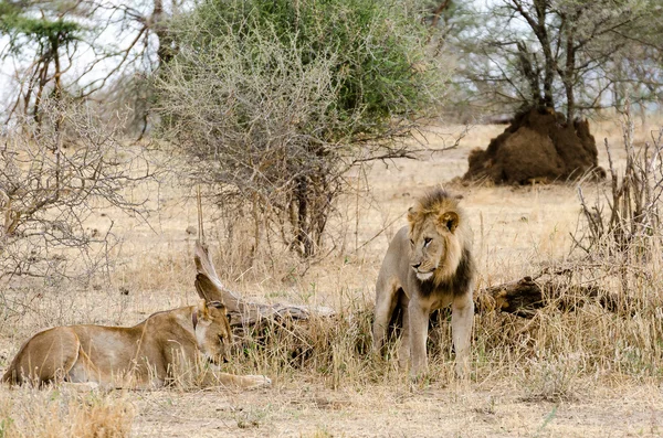 African Lions — Stock Photo, Image