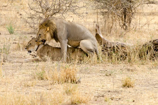 L'accouplement des lions dans la nature — Photo