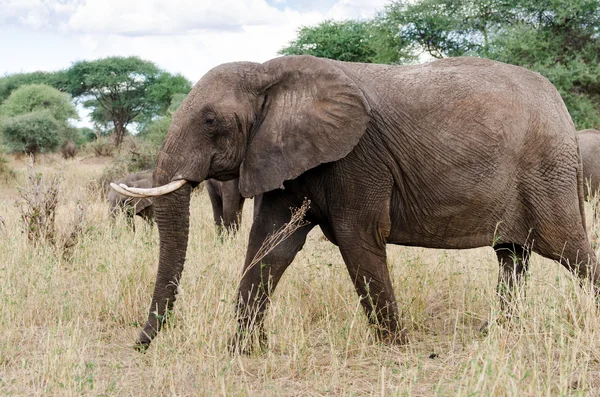 Elefanter, tarangire nationalpark — Stockfoto