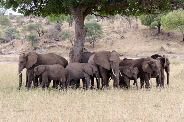 Manada de elefantes — Fotografia de Stock