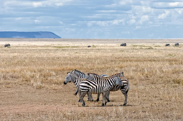 Zebra, Serengeti — Stockfoto