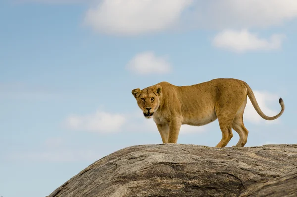 Leeuw, serengeti national park — Stockfoto