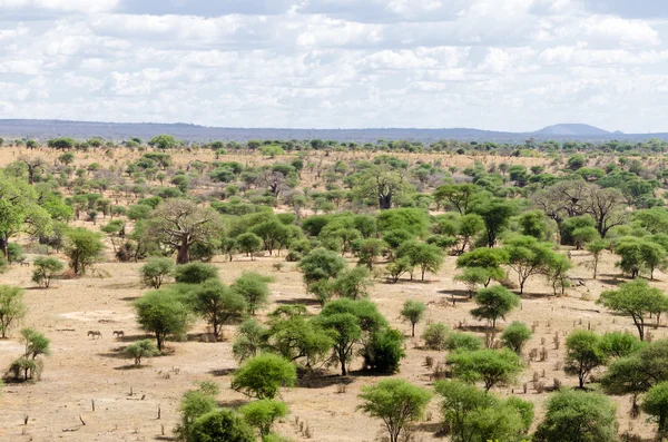 Paisagem Tarangire Fotografia De Stock