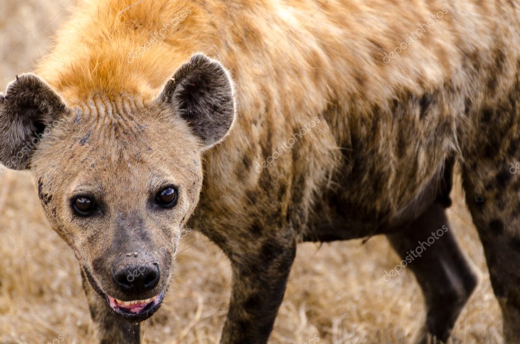 spotted hyena