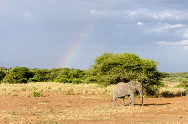Elephant, Lake Manyara National Park — Stock Photo, Image