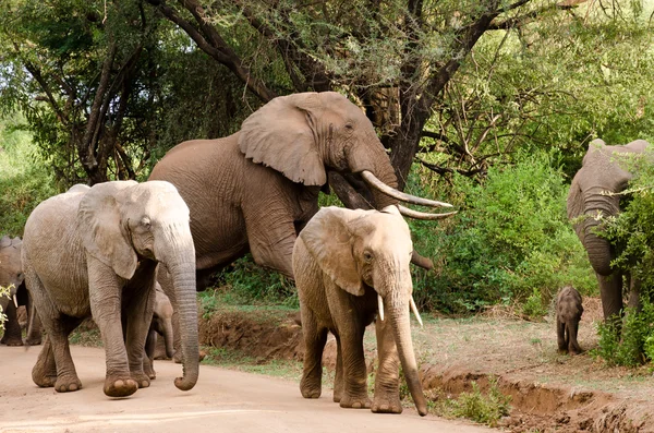 Elefantes, Parque Nacional del Lago Manyara —  Fotos de Stock