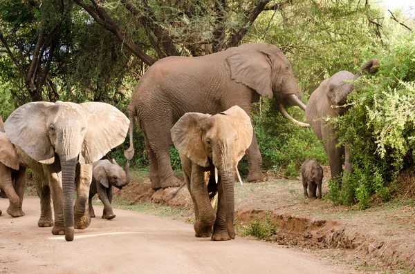 Слоны, озеро Маньяра — стоковое фото
