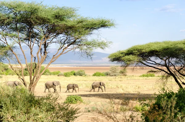 Elefantes, Parque Nacional del Lago Manyara Imagen De Stock