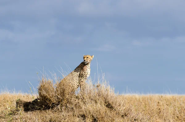 Cheetah, Parque Nacional del Serengeti — Foto de Stock