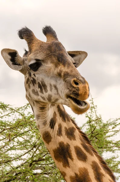 Jirafa, Serengeti — Foto de Stock