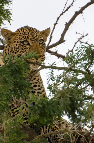 leopar ağacında, serengeti
