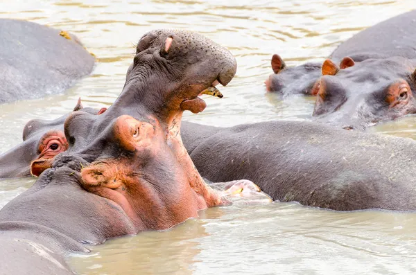 Hipopótamo, Serengeti —  Fotos de Stock