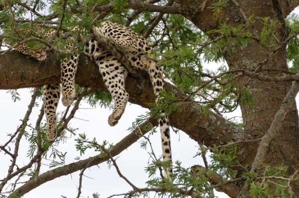 Leopardos en árbol, Serengeti — Foto de Stock