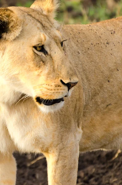 León, Parque Nacional del Serengeti — Foto de Stock