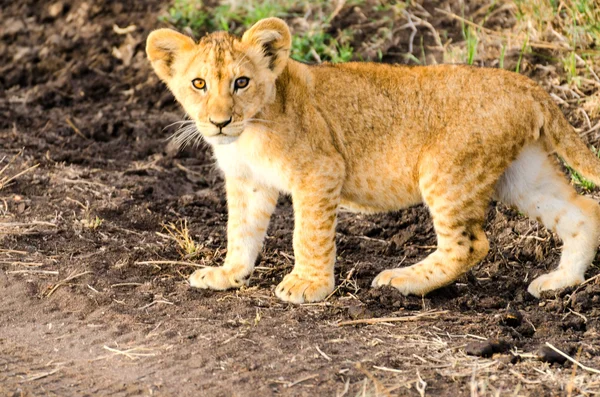 Leeuw cub, serengeti national park — Stockfoto