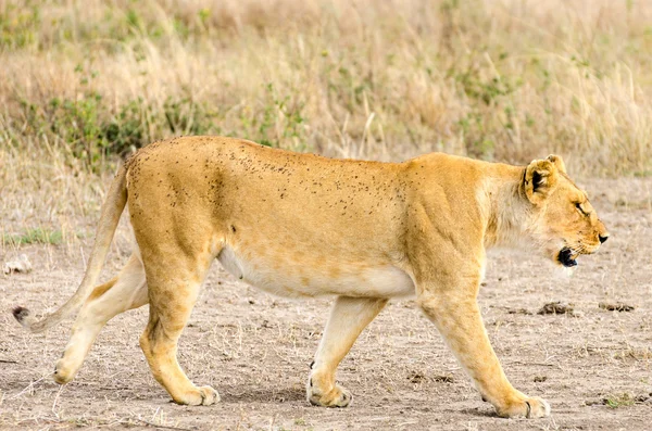 Leeuw, serengeti national park — Stockfoto