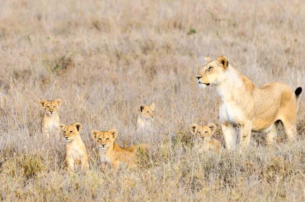 Dişi aslan & yavrularını, serengeti Milli Parkı — Stok fotoğraf