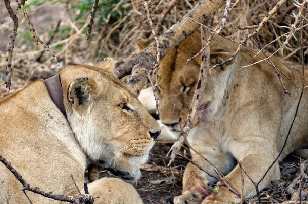 Aslan, serengeti — Stok fotoğraf