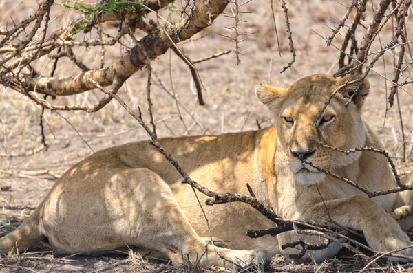 Leeuwen, serengeti — Stockfoto