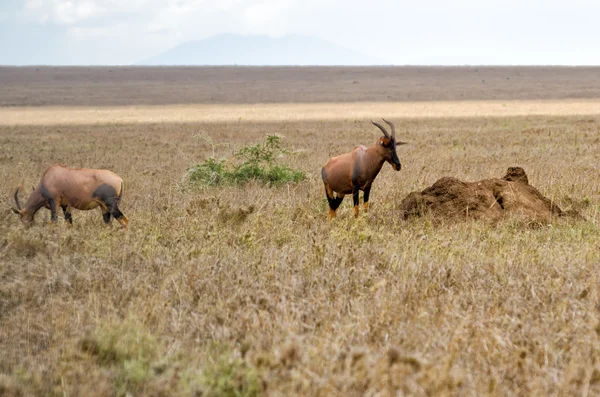 Topi, Serengeti — Stock Photo, Image