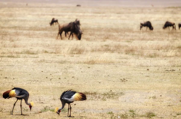 Grey Crowned Cranes, Ngorongoro Crater — Stock Photo, Image