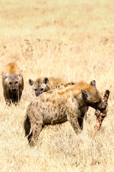 Hienas, cráter de Ngorongoro — Foto de Stock