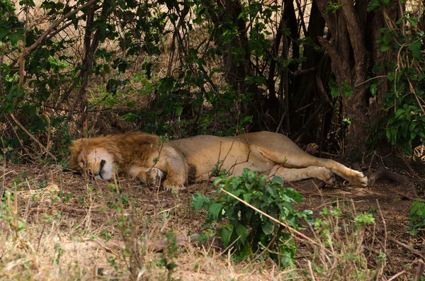 Lion Napping — Stock Photo, Image