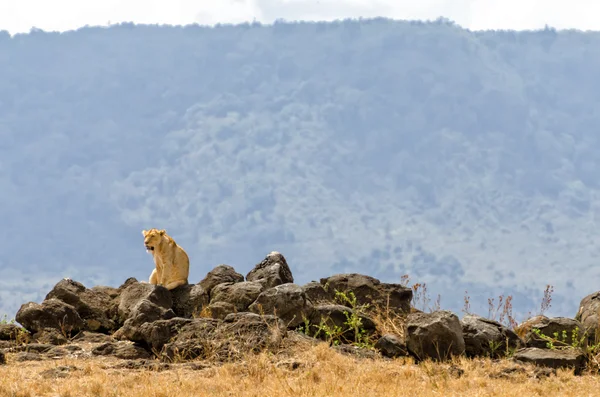 Lioness on Rocks, Ngorongoro Crater — Stock Photo, Image