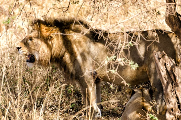 Aslan, ngorongoro krateri — Stok fotoğraf