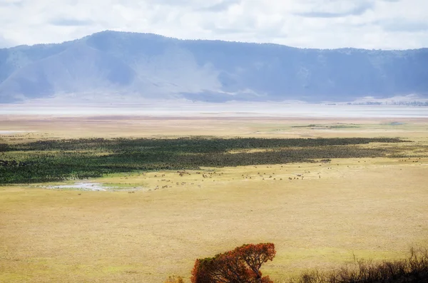 Cratere di Ngorongoro — Foto Stock