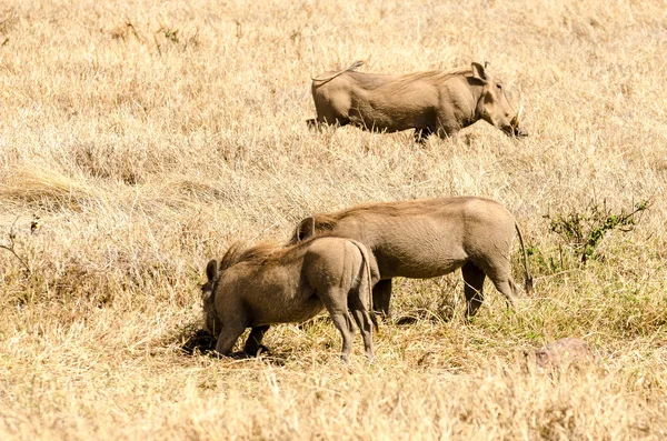 Warthogs, Ngorongoro Crater — Stock Photo, Image