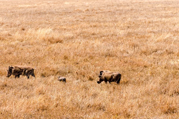 Warthog Family — Stock Photo, Image
