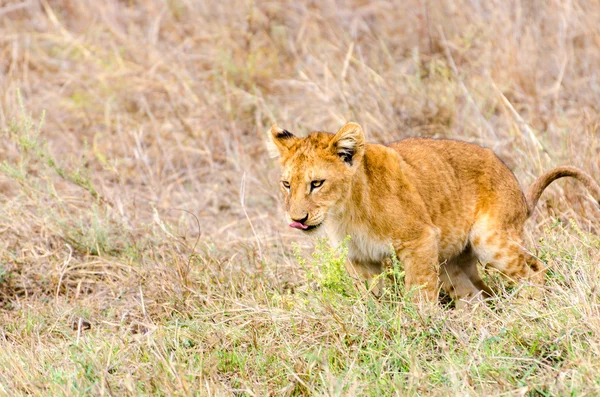 León cachorro, Parque Nacional del Serengeti Fotos De Stock