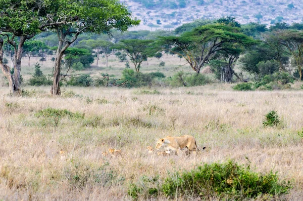 Leoa & Cubs, Parque Nacional Serengeti Imagens Royalty-Free