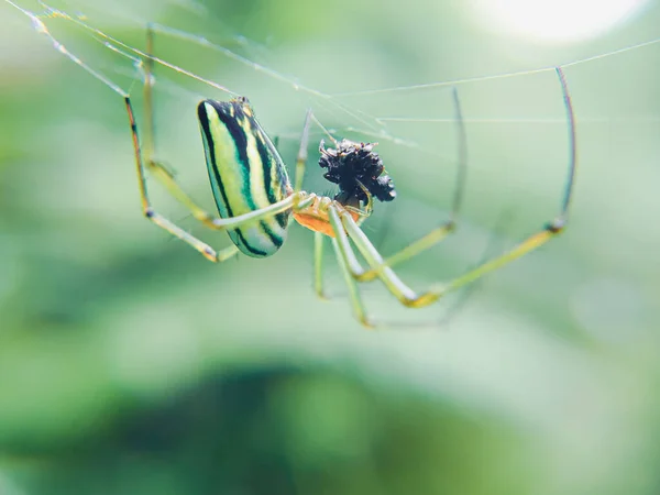 Den Orange Gröna Spindeln Boet Äter Små Insekter — Stockfoto