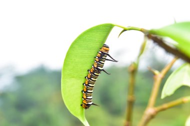 Yetişkin bir hükümdar tırtılının süt otunun üzerindeki fotoğrafı.