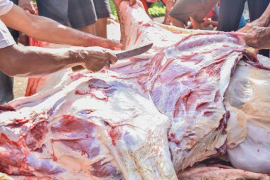 Endonezyalı Müslümanlar Kurban Bayramı 'nda ya da Kureyş Bayramı' nda helal katliam hazırlamak için birbirlerine yardım ederler. Seçici odaklanma. Mojotengah - Wonosobo, Orta Java, Endonezya. 10 Temmuz 2022.