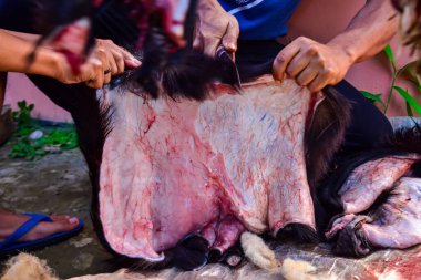 Kurban edilen hayvanların derilerini kesme süreci, Kurban Bayramı, El Mübarek, Kurban Bayramı ya da Kureyş Bayramı boyunca.
