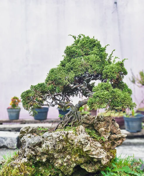Siresa bonsai sanat ya da kar gülü bonsai