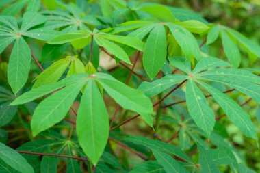 Cassava yaprağı, yağmur mevsiminde çayırlarda yeşillik ve tazeliğe sahiptir. Toprağın verimliliğini gösterir, yeşil manyok yaprağı.