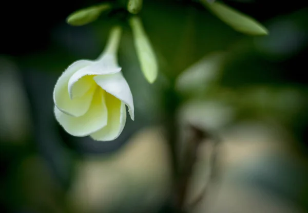 Weiße Frangipani Blüte Sommer Plumeria — Stockfoto